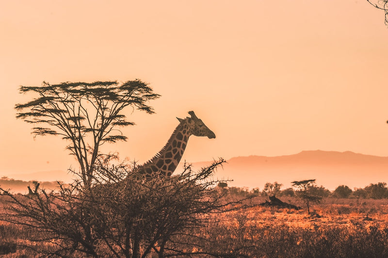 Kenya & Uganda Mission Trip